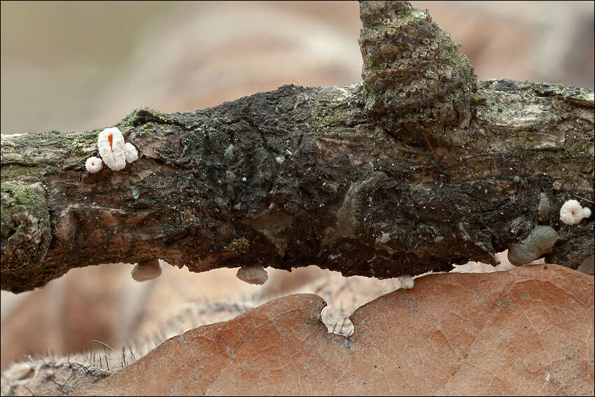 Lachnellula occidentalis (G. G. Hahn & Ayers) Dharne 1965 resmi