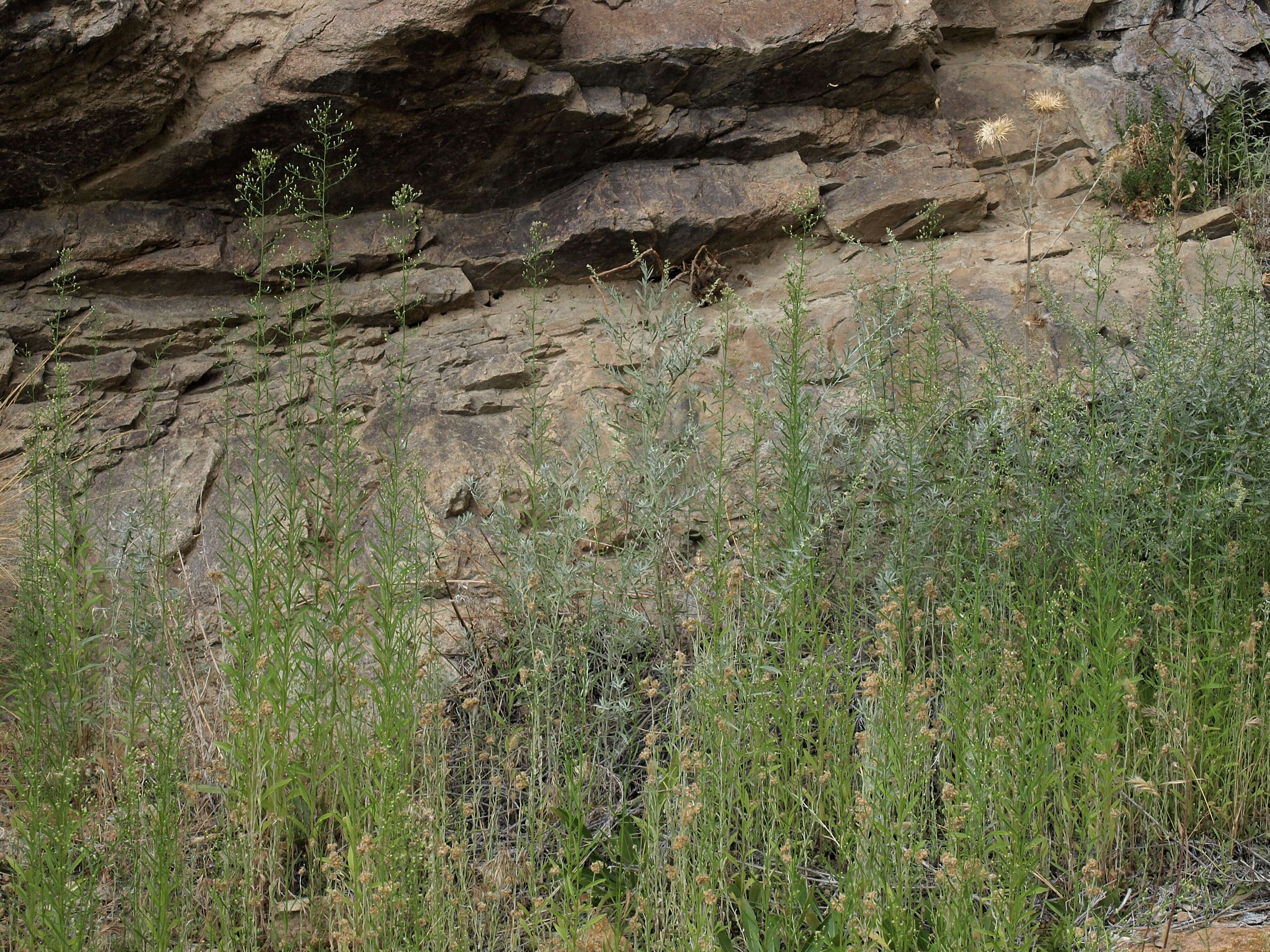 Image of fleabane