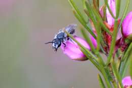 Image of Lasioglossum brunnesetum Walker 1995