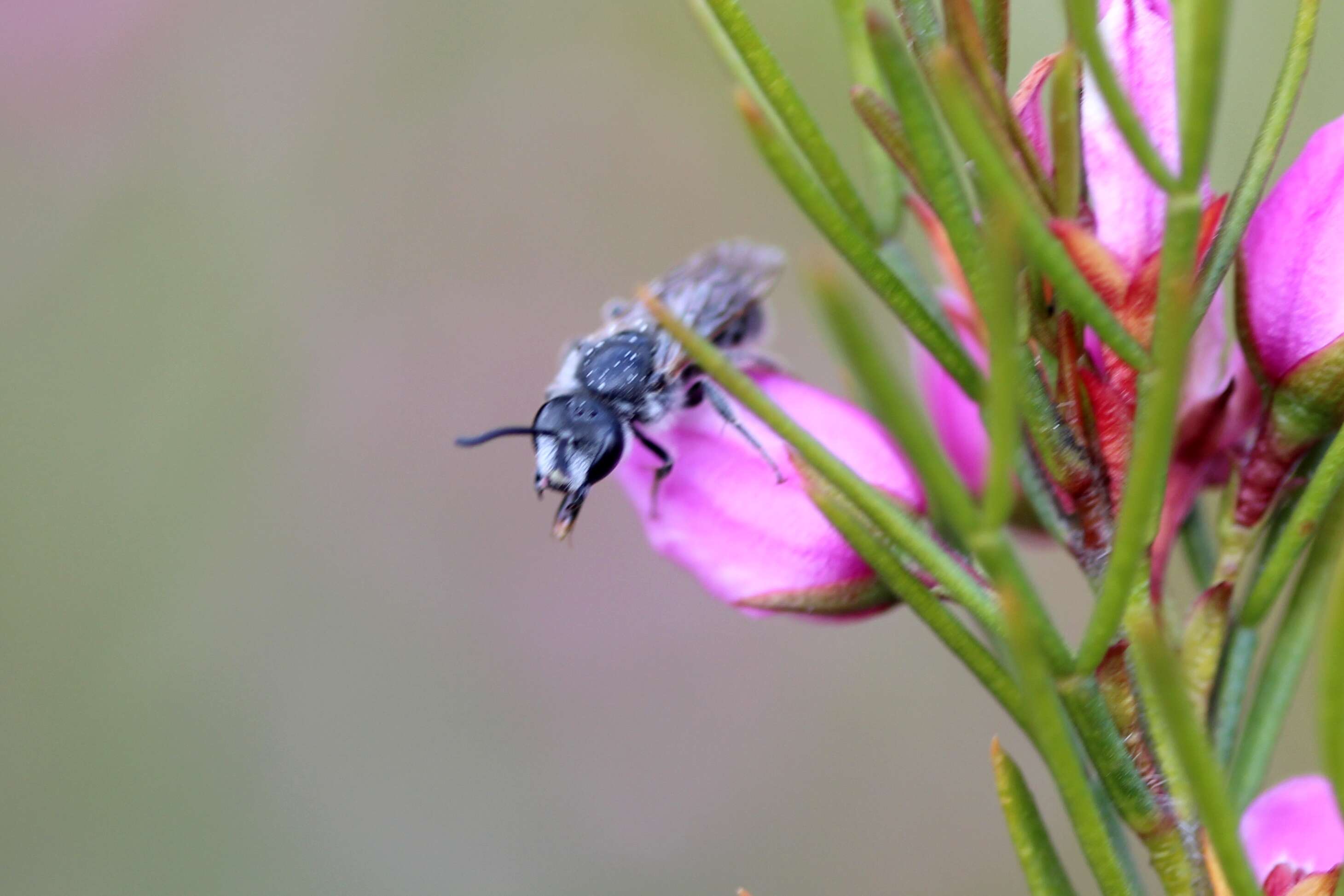 Plancia ëd Lasioglossum brunnesetum Walker 1995