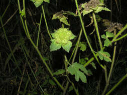 Image of leafbract