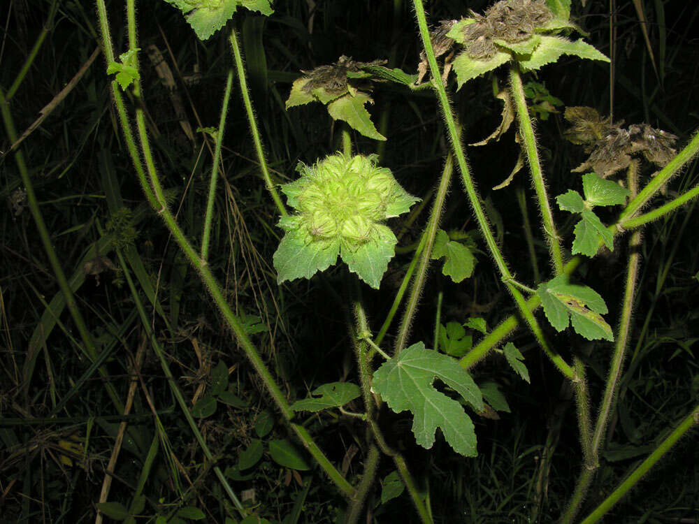 Image of leafbract