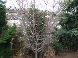 Plancia ëd Prunus subhirtella Miq.