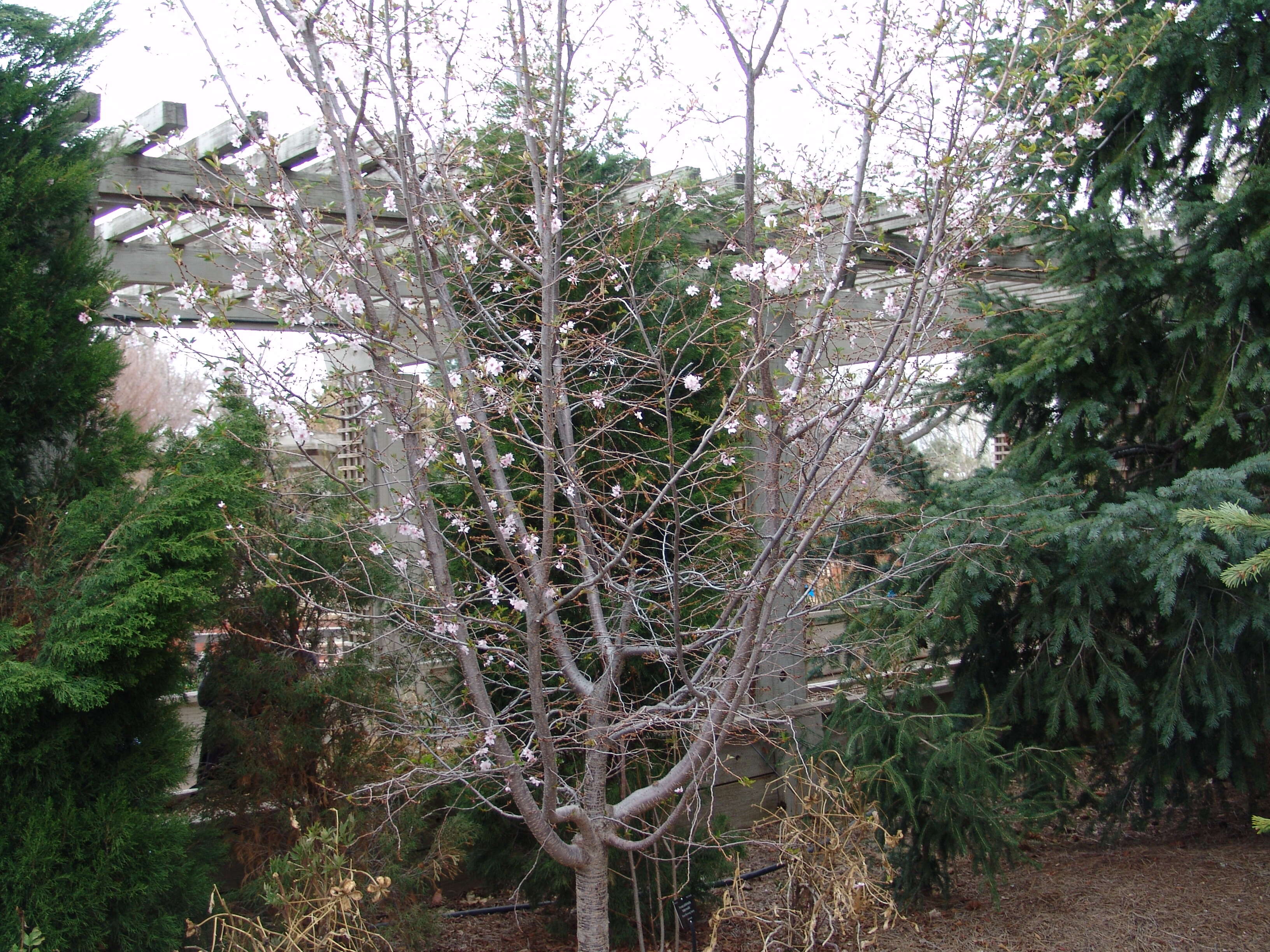 Plancia ëd Prunus subhirtella Miq.