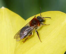 Image of early mining bee