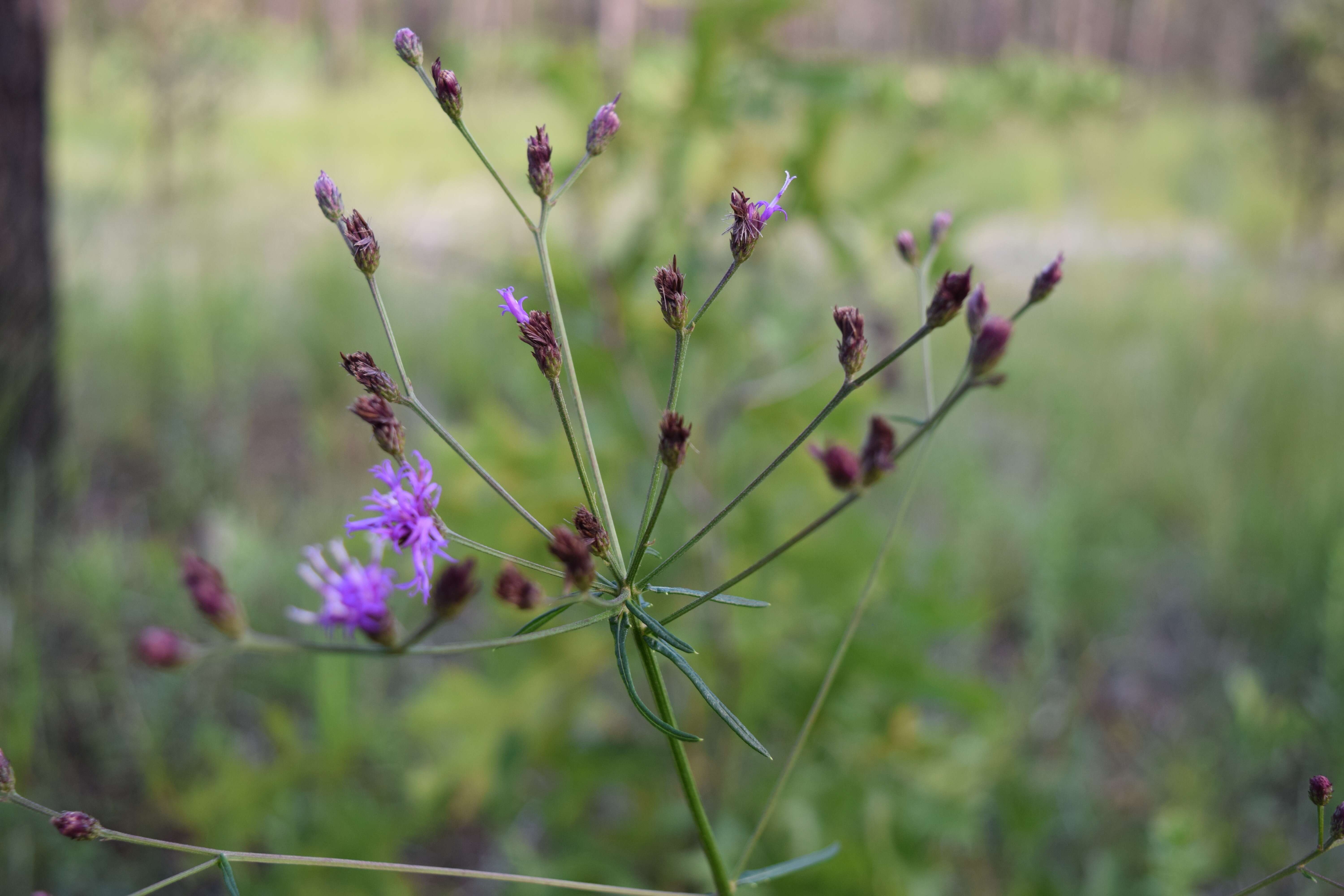 Image of ironweed