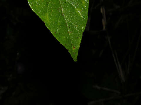 Plancia ëd Varronia spinescens (L.) A. Borhidi