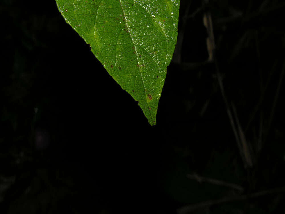 Plancia ëd Varronia spinescens (L.) A. Borhidi