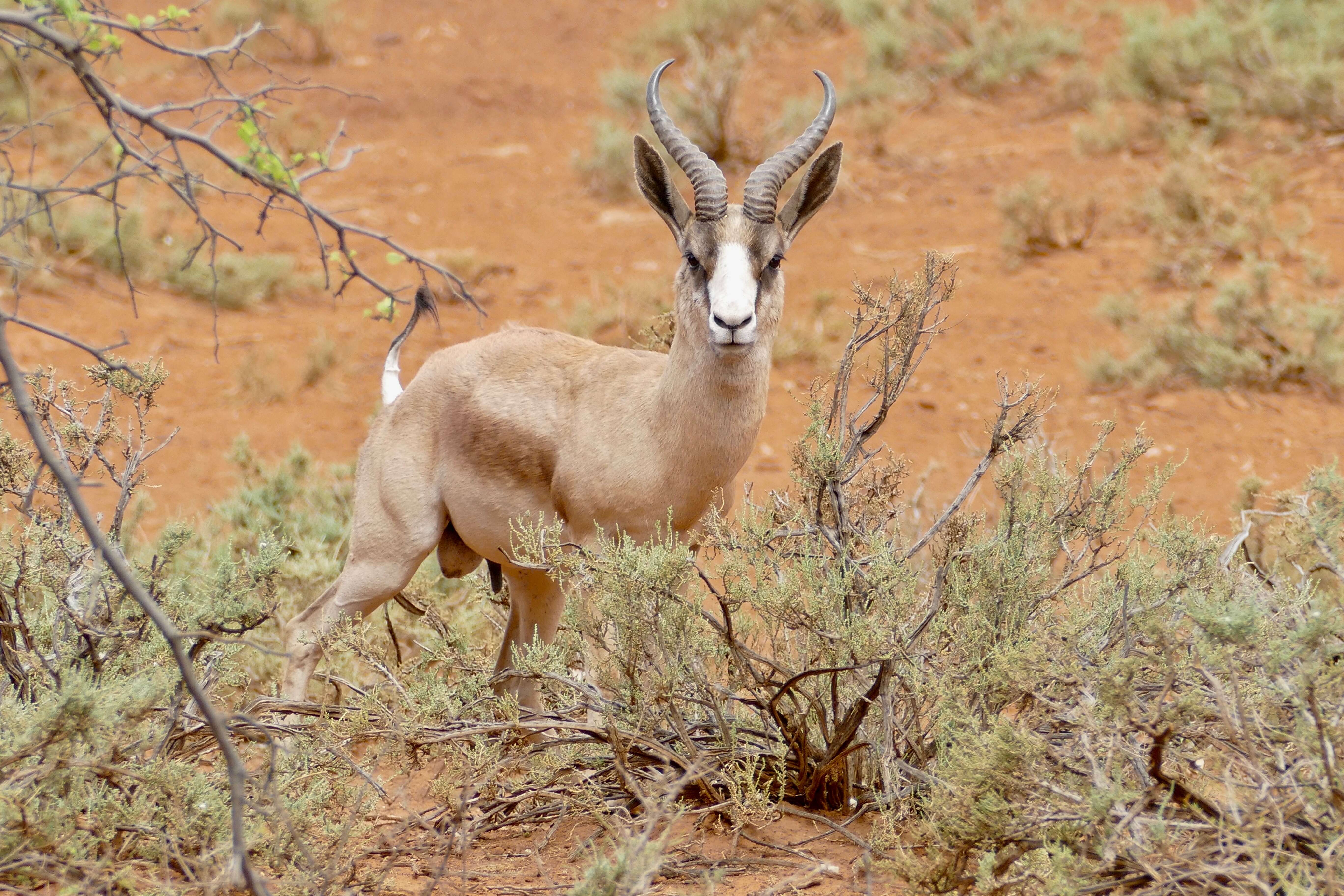 Image of Springbok