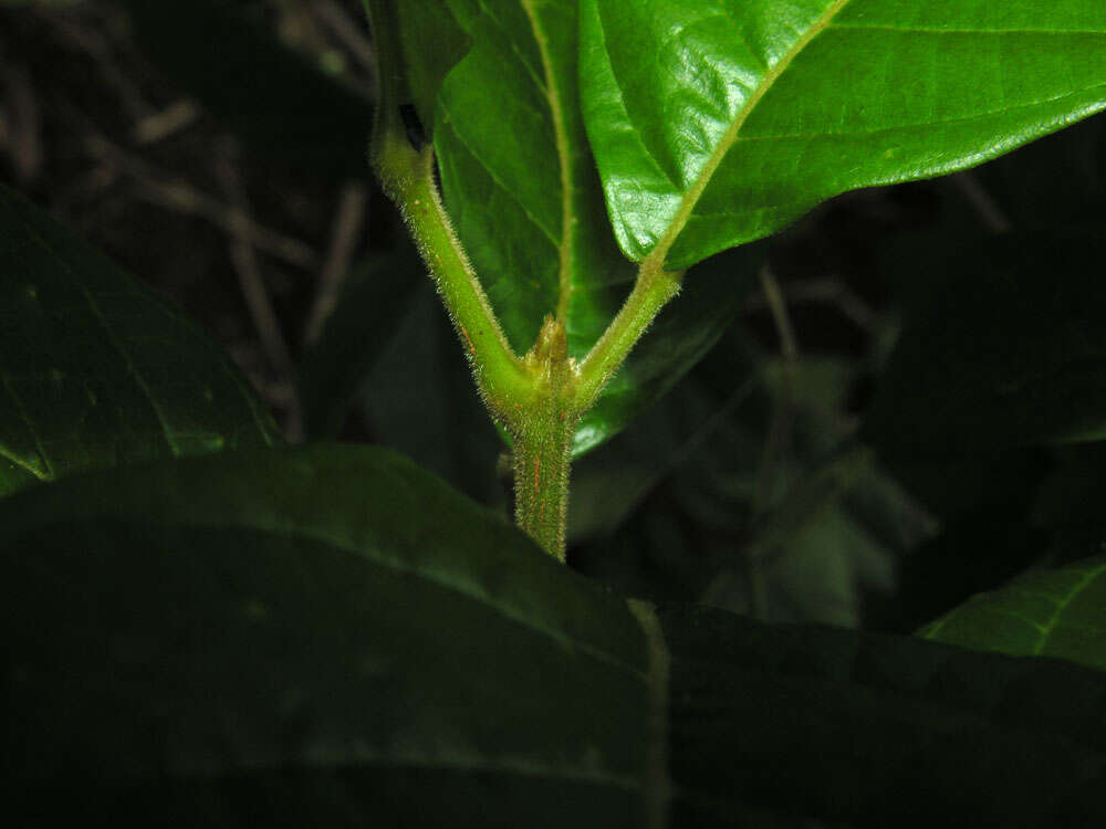 Sloanea rugosa D. A. Smith resmi