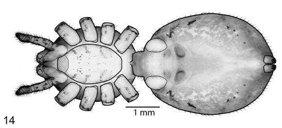 Image of Scytodes socialis Miller 2006