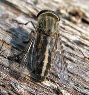 Image of Striped Horse Fly