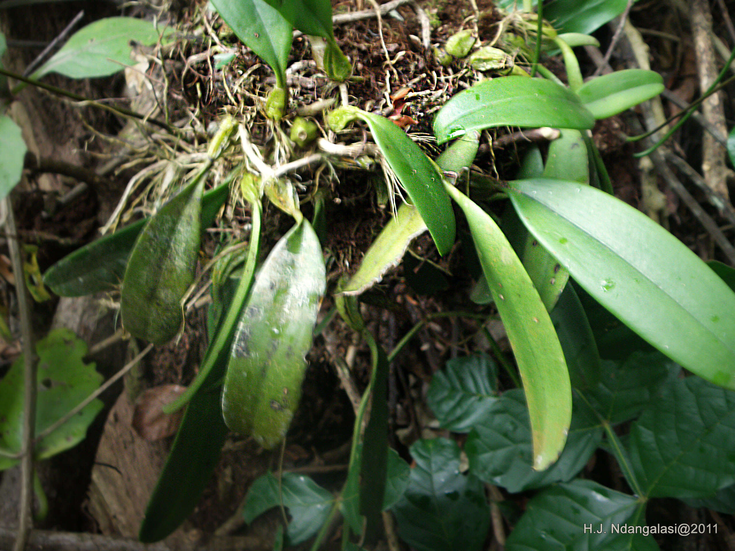 Image de Bulbophyllum