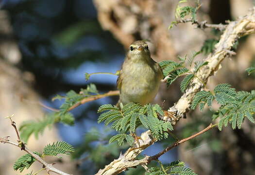 Image of Willow Warbler