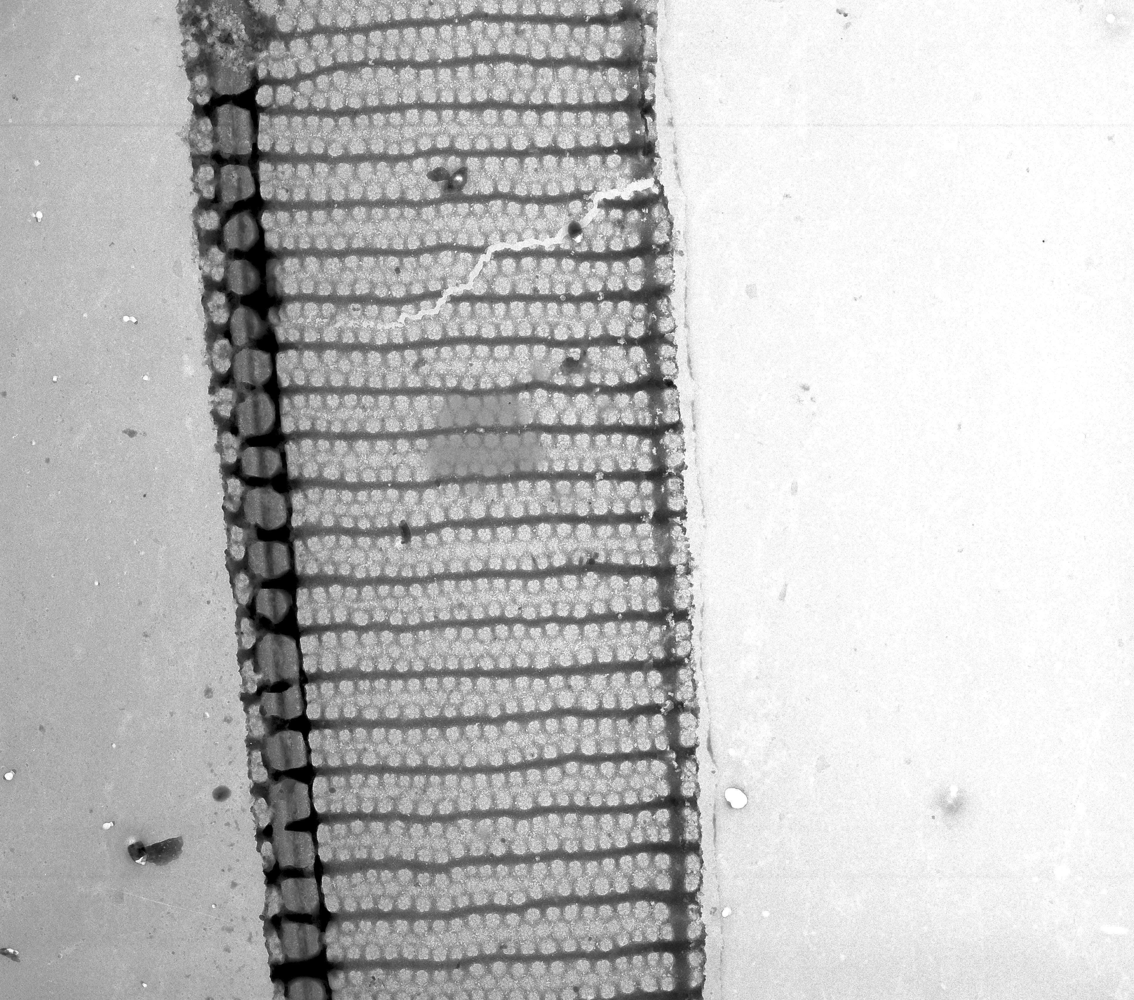 Image of Pseudo-nitzschia H. Peragallo ex H. Peragallo & M. Peragallo 1900