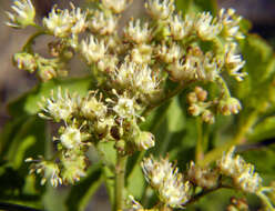 Imagem de Penthoraceae