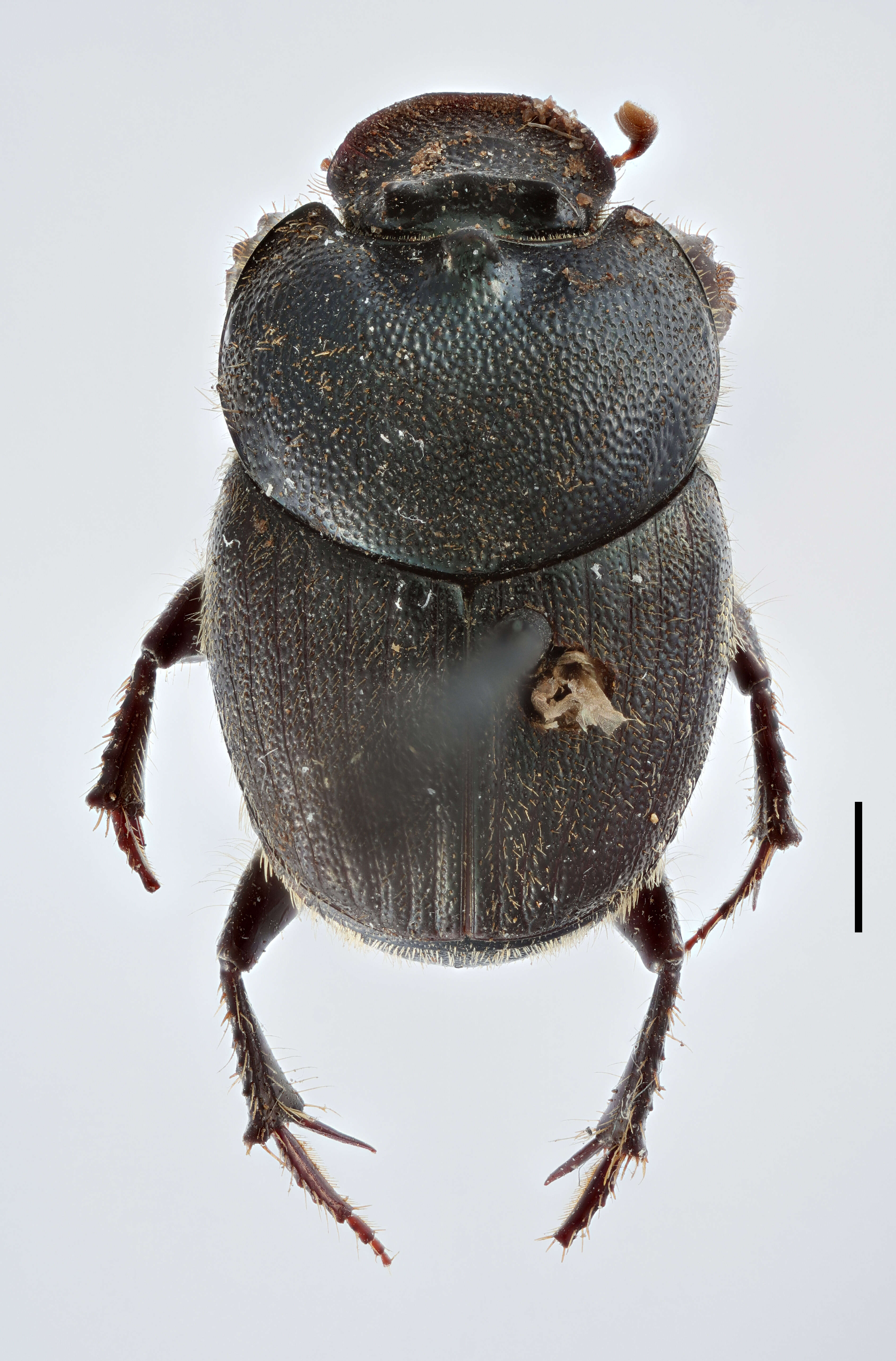 Image of Onthophagus dedecor Wallengren 1881
