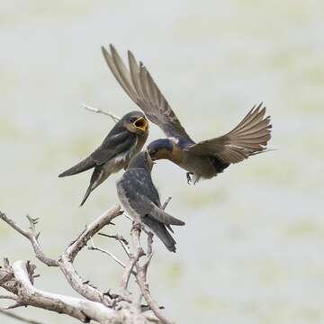 Imagem de Hirundo neoxena Gould 1842