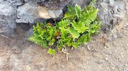 Image of Asplenium obtusatum Forst.