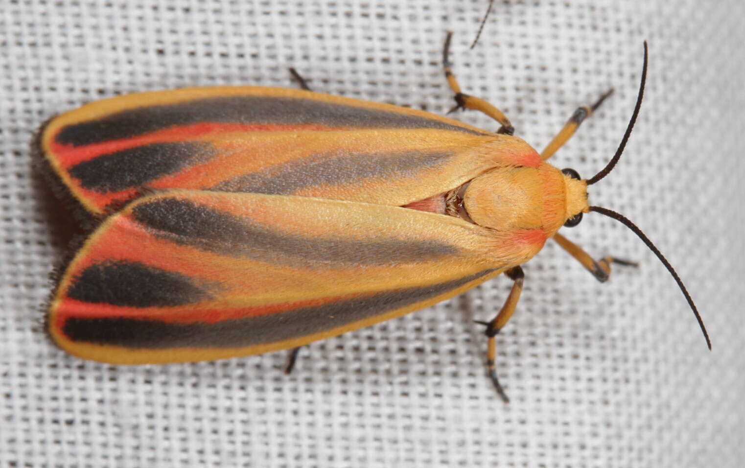 Image of Painted Lichen Moth