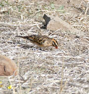 Image of Pin-tailed Whydah