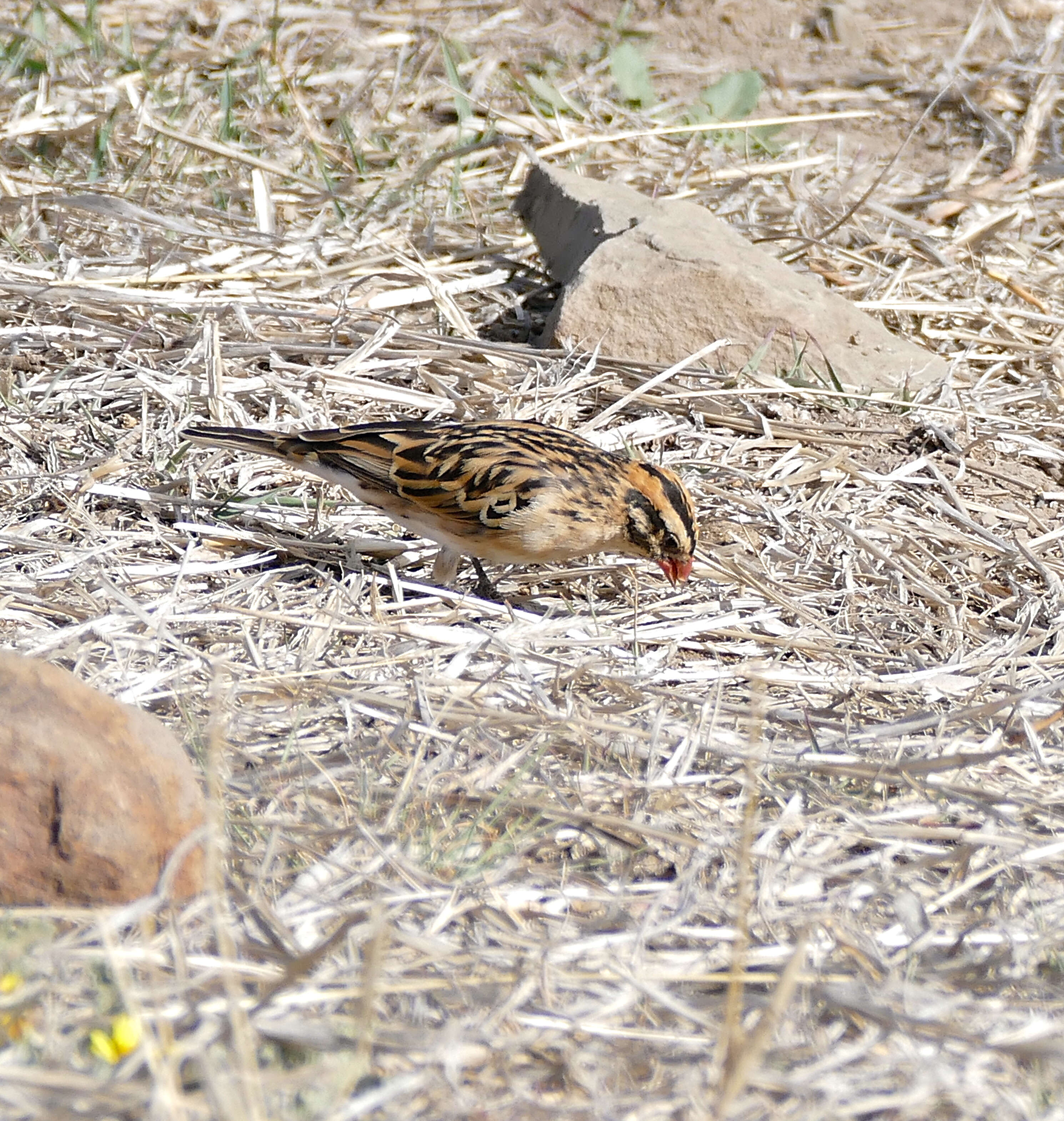 Image of Viduidae