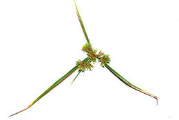 Image of Smallflower Umbrella Sedge