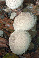 Imagem de Lycoperdon perlatum Pers. 1796