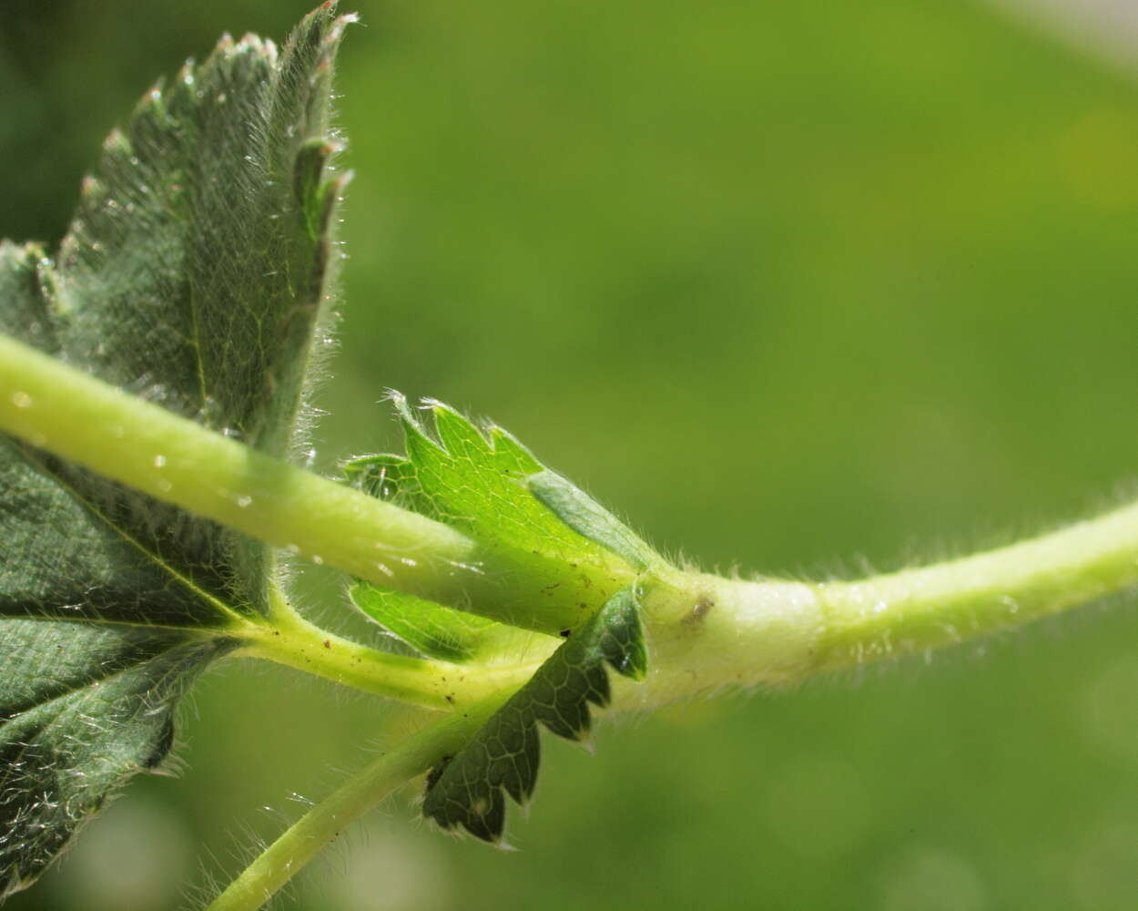 Image of lady's mantle