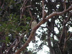 Image of Green Figbird