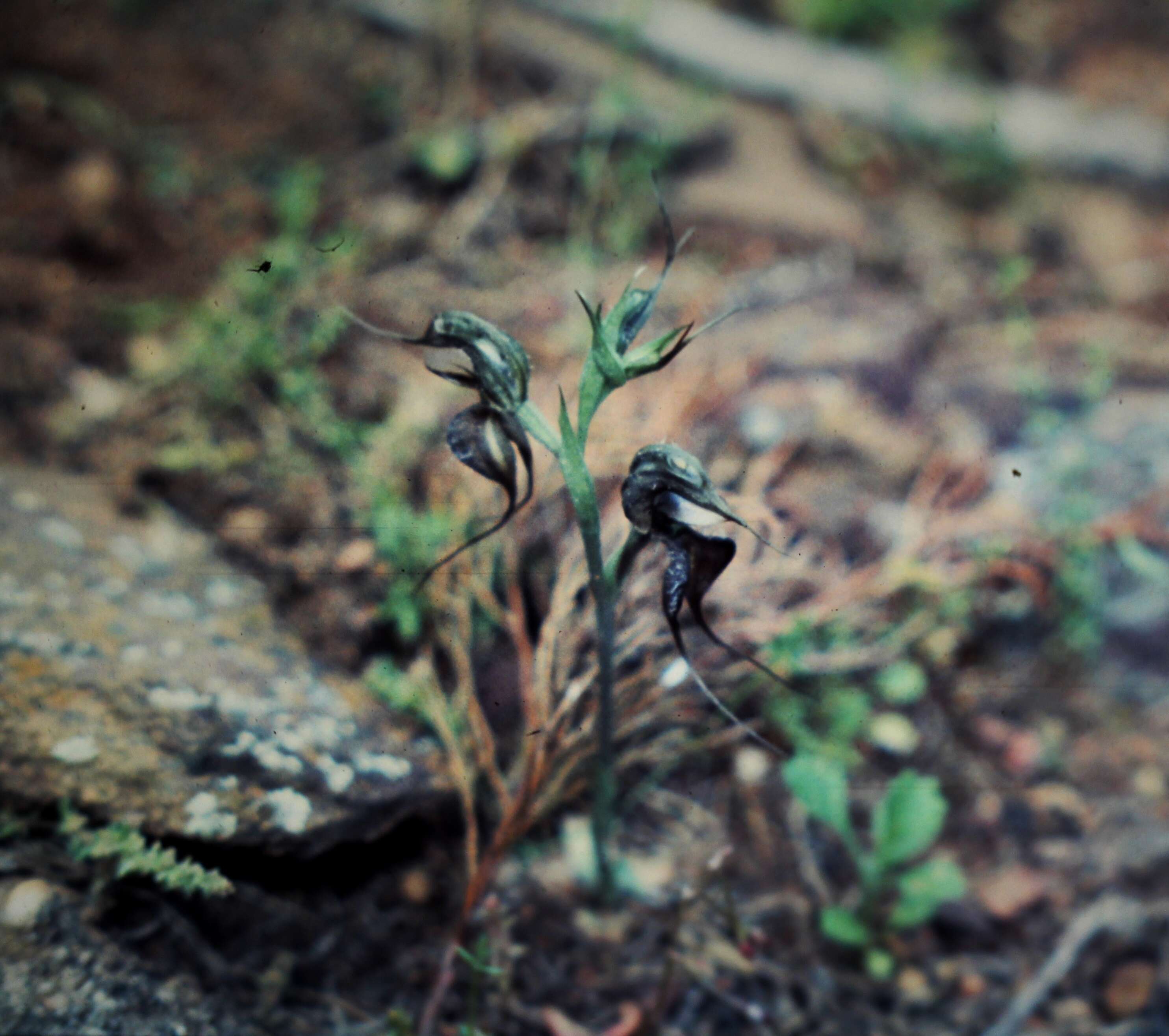 Image of Pterostylis arenicola M. A. Clem. & J. Stewart