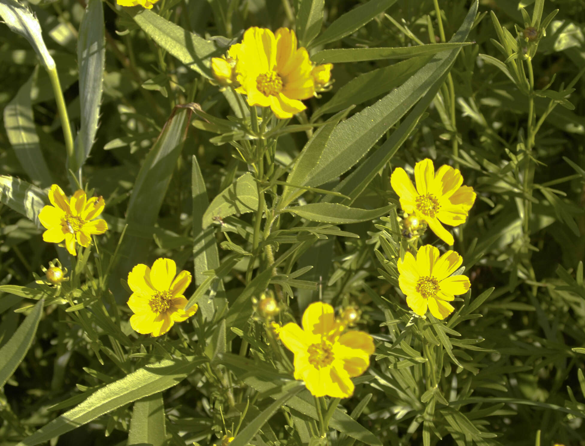 Coreopsis palmata Nutt.的圖片