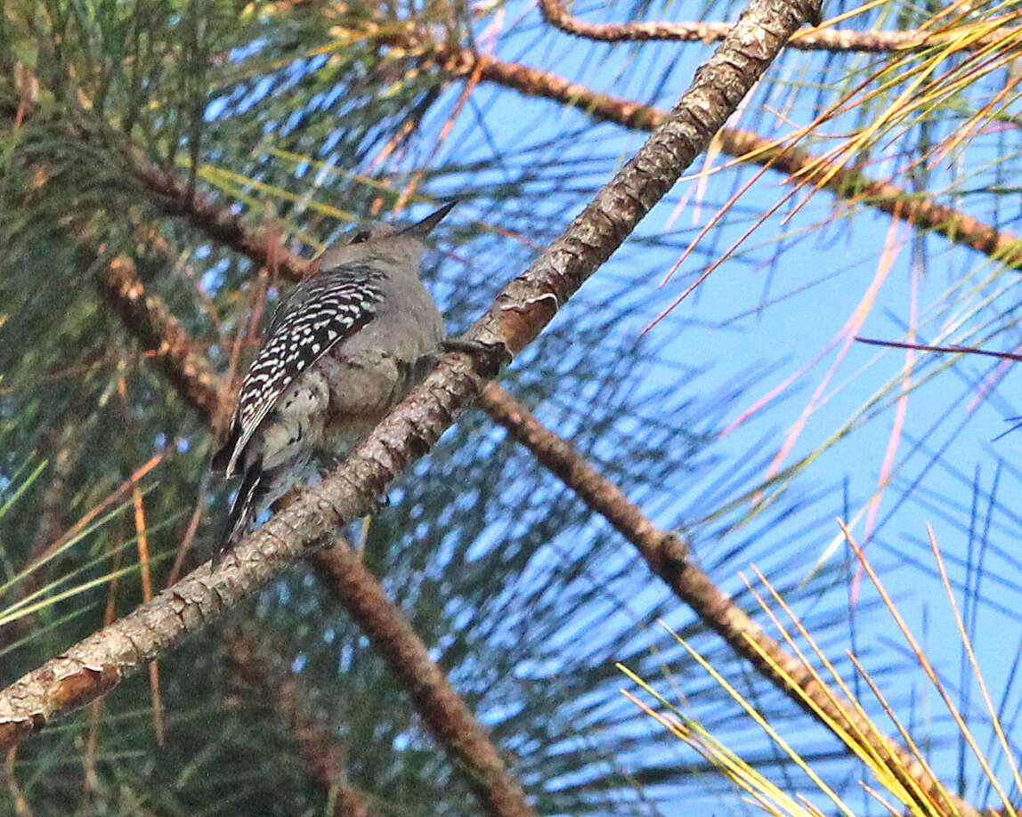 Image of Melanerpes Swainson 1832