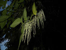 Image of Myriocarpa