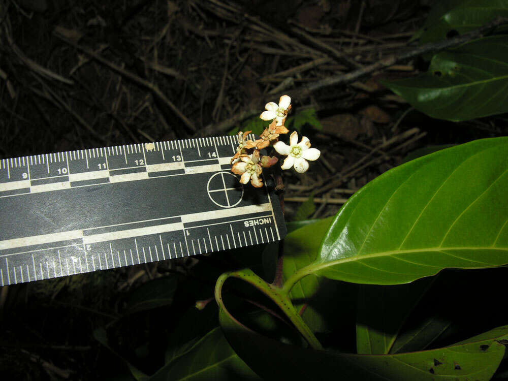 Imagem de Nectandra membranacea (Sw.) Griseb.