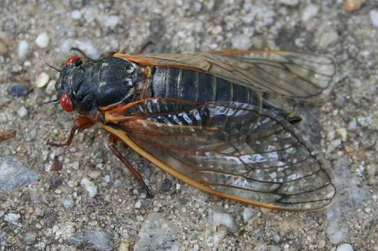 Image of Periodical Cicadas