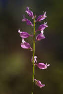 Image of Polygala nicaeensis Risso ex Koch