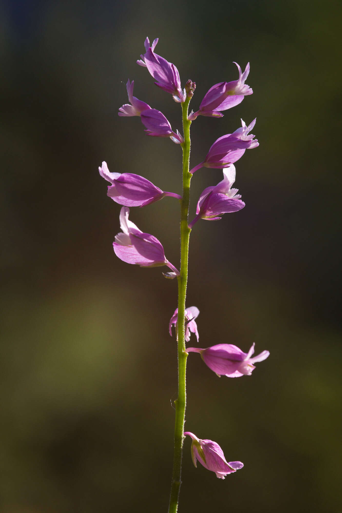 Image of Polygala nicaeensis Risso ex Koch