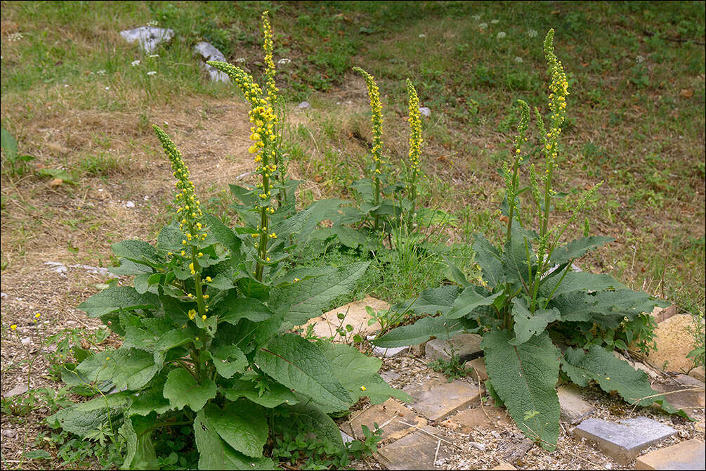 Image of mullein