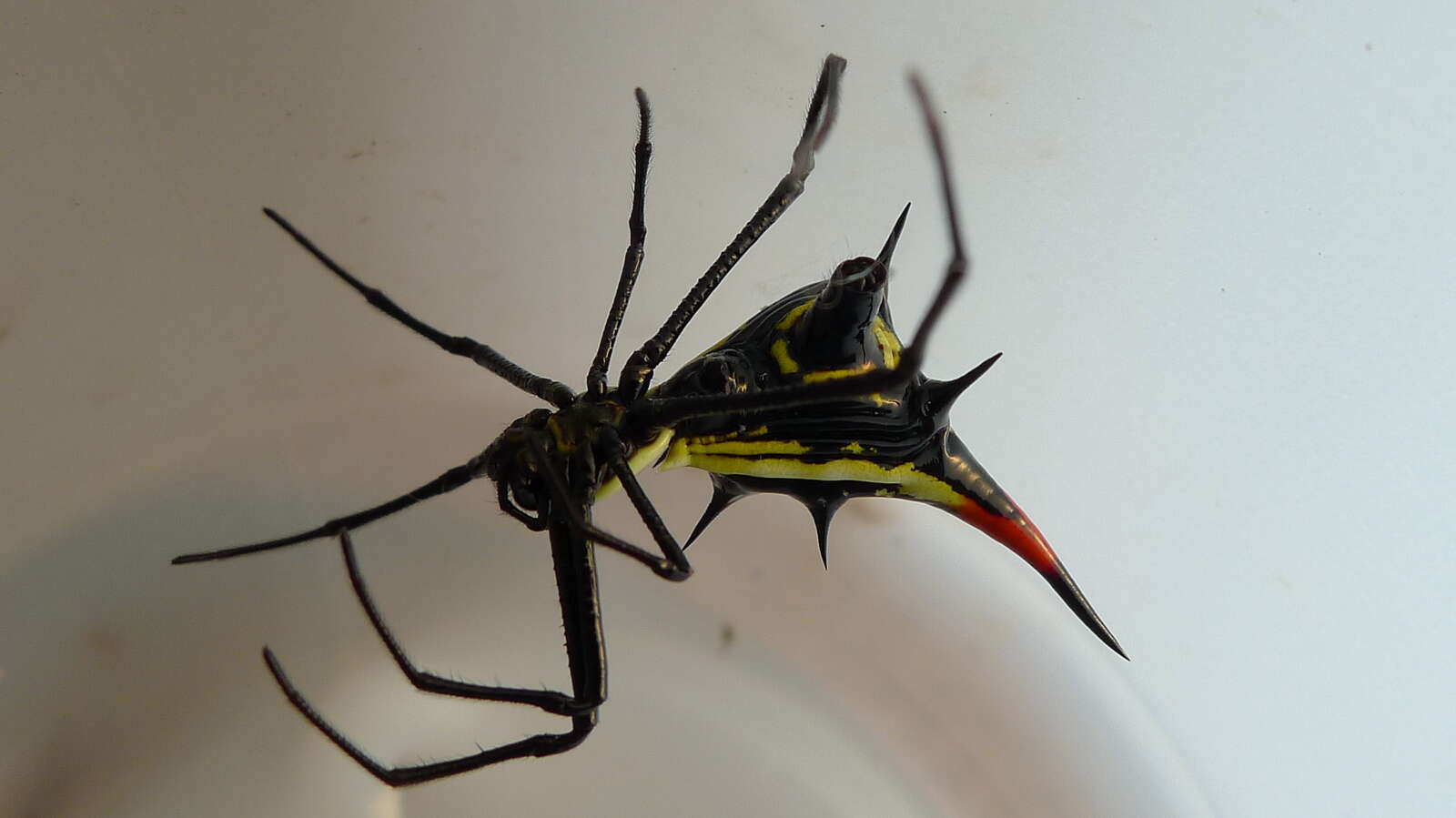 Image of Micrathena