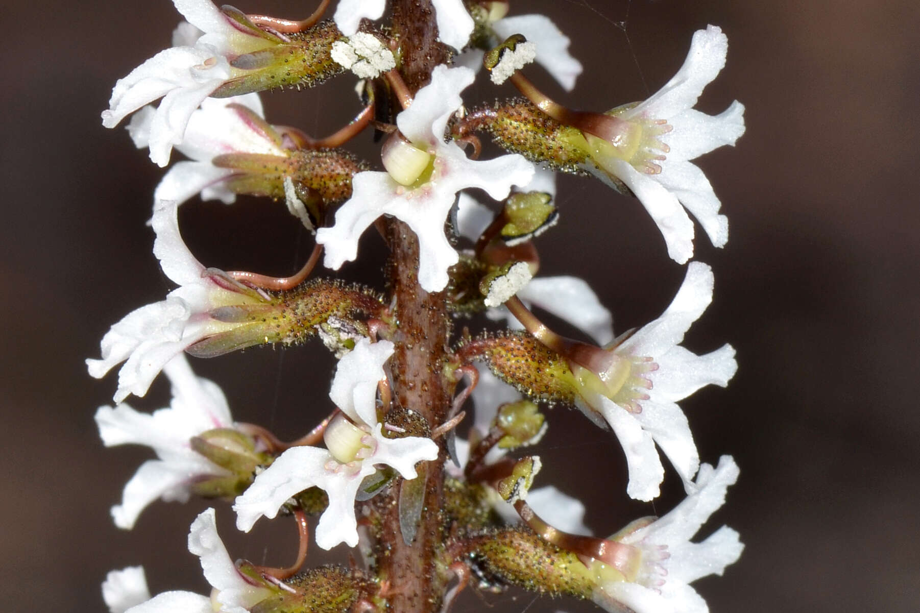 Sivun Stylidium carnosum Benth. kuva