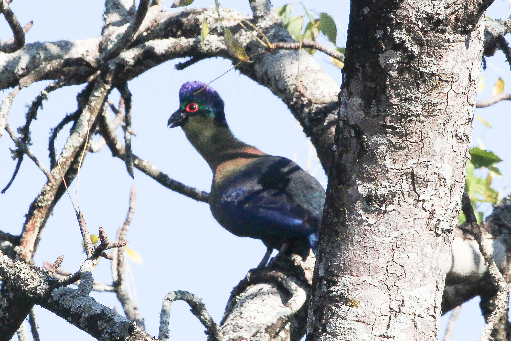 Image of <i>Tauraco porphyreolopha</i>