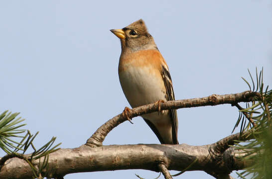 Image of Brambling