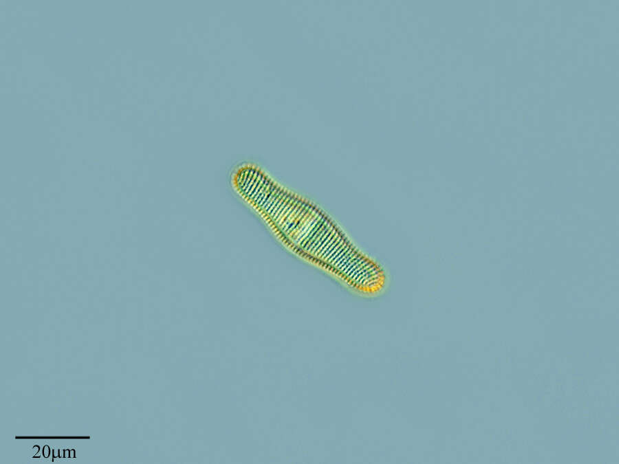 Image of diatoms