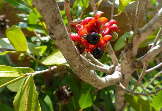 Image of Ochna natalitia (Meissn.) Walp.