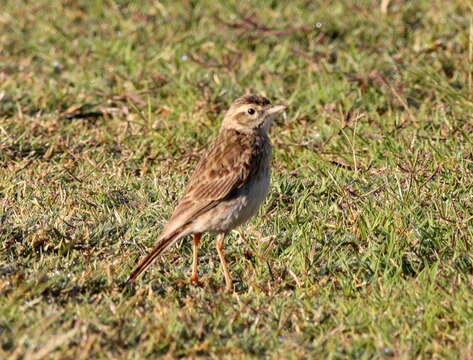 Image de Pipit austral