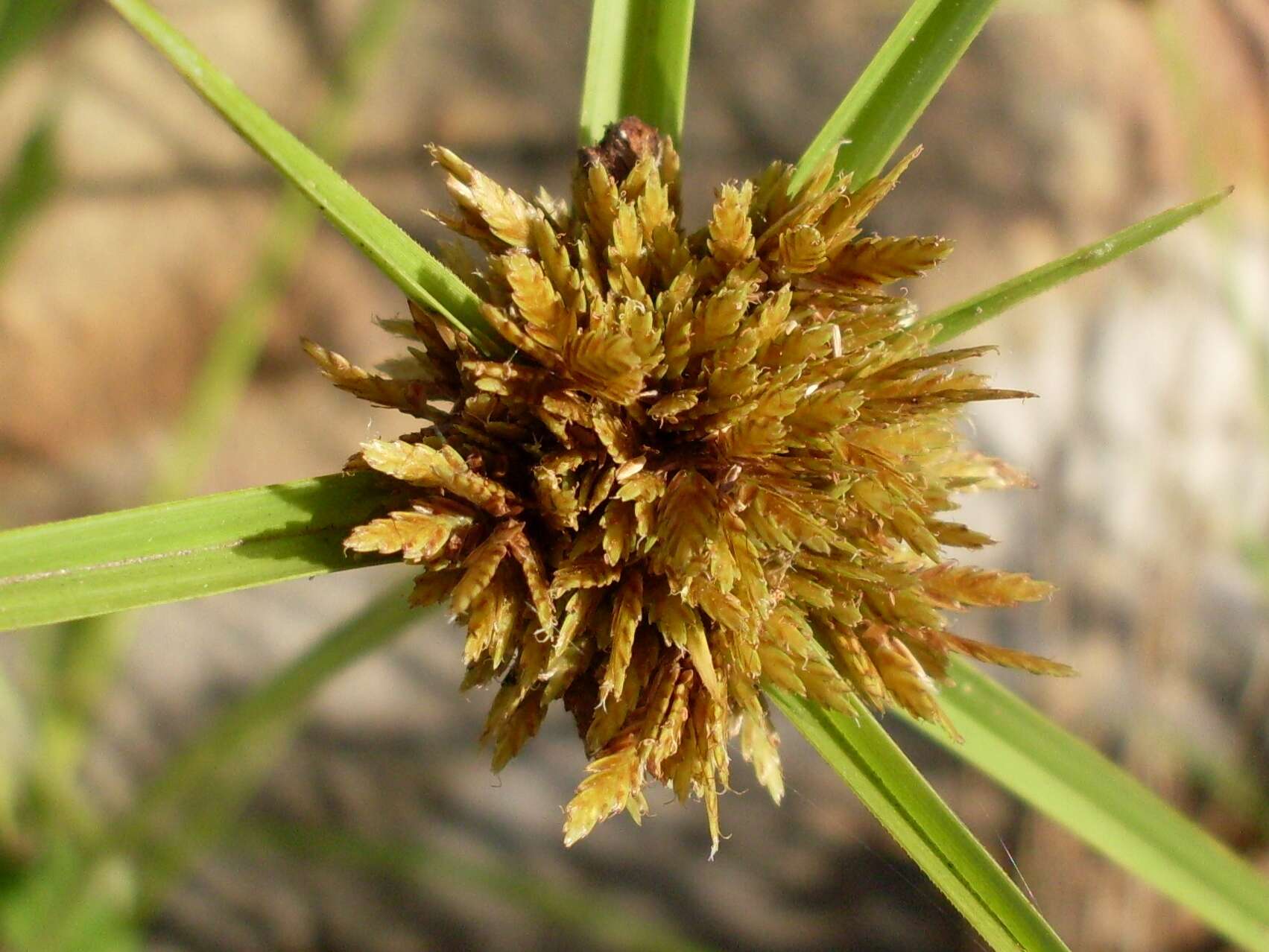 Image of manyspike flatsedge