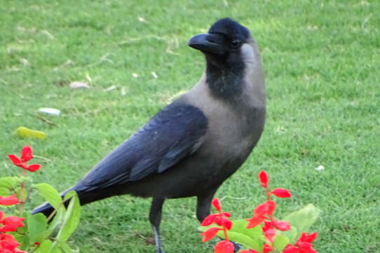 Image of House Crow