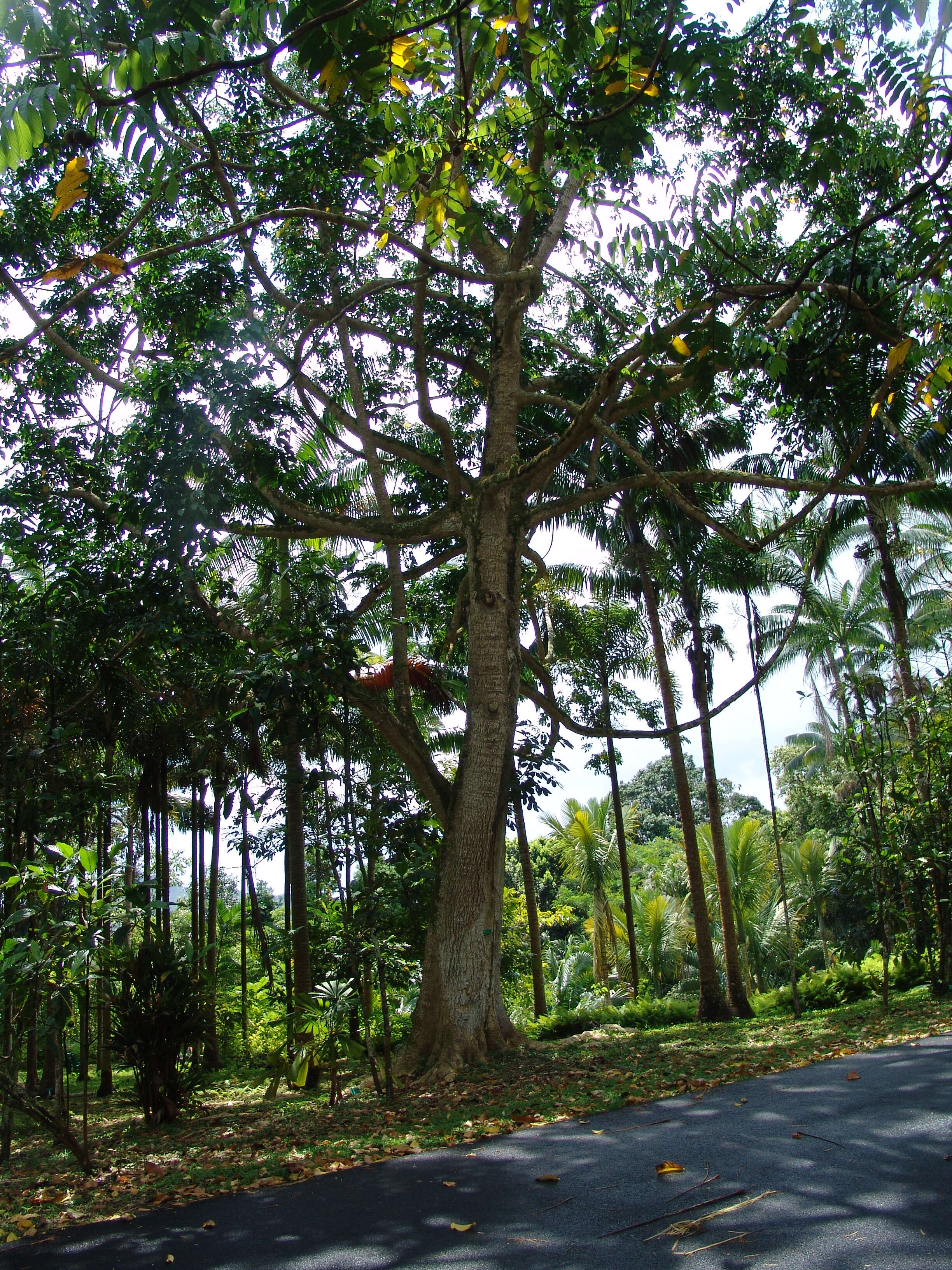 Imagem de Melicope elleryana (F. Müll.) T. G. Hartley