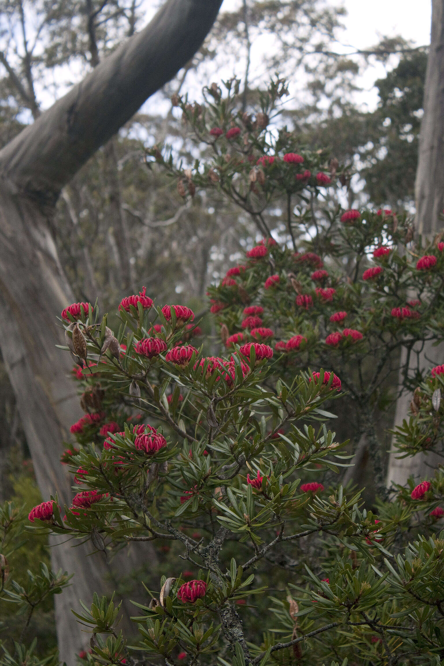 Image of Telopea truncata (Labill.) R. Br.